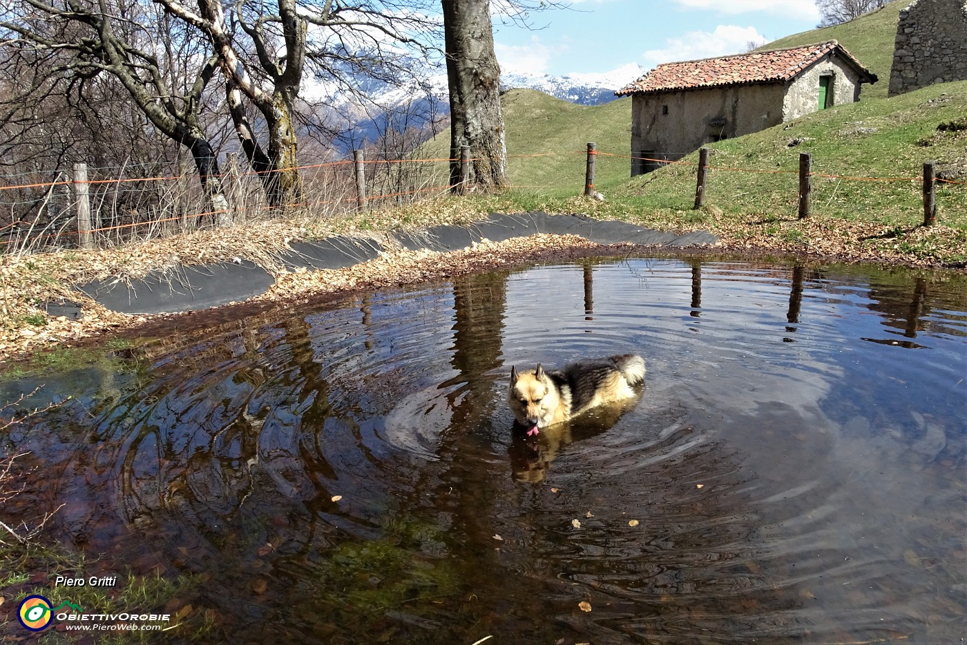 88 Dori nuota in 'piscina' ....JPG